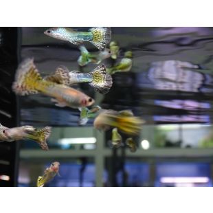 comprar Guppy Cobra Verde
