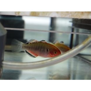 peces Hypseleotris compressa, Gobio imperio