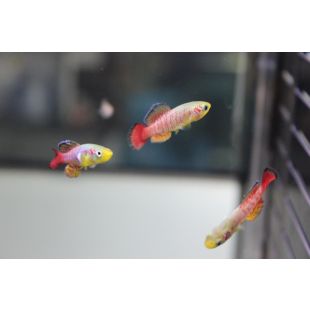 comprar peces Nothobranchius guentheri acuario Notho de cola roja