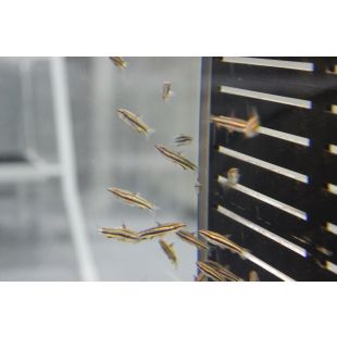 comprar Nannostomus marginatus online Pez lápiz marginatus o enano