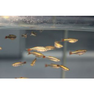 Tanichthys albonubes o neon chino online de peces pzes.es