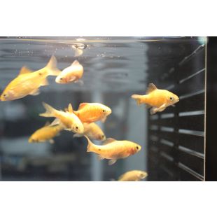 Barbo conchonius en tienda online de peces
