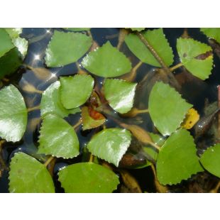 planta para estanque Trapa natans , comprar Castaña de agua