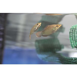 Gourami samurai por internet
