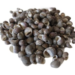 100 gramos de conchas de caracoles del género Nerita