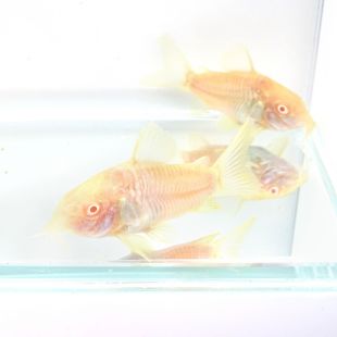 Comprar online Corydoras aeneus Corydora Albina