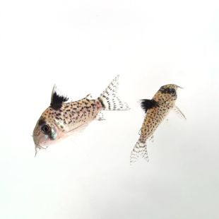 Corydoras ambiacus o corydora moteada en tienda online