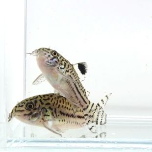 Corydoras julii online Cory leopardo julii
