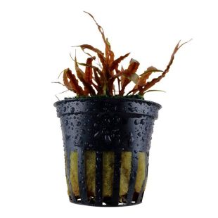 Cryptocoryne albida 'Brown' en maceta
