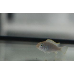 encontrar Cynotilapia Afra Cobue en tienda de peces