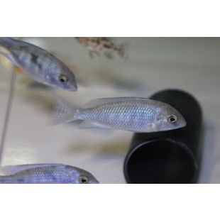 Cyrtocara moorii acuario africano Delfín azul del Malawi 