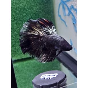 betta halfmoon mariposa azul