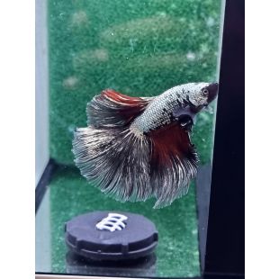 Betta BT-D10