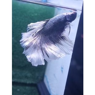 Betta BT-D11