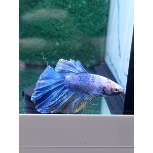 Betta BT-D12
