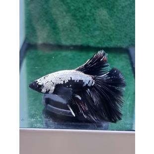 Betta BT-D13