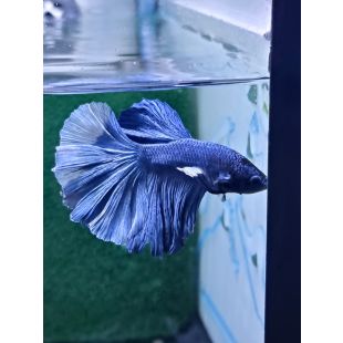 Betta BT-D2