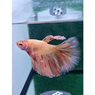 Betta BT-D3