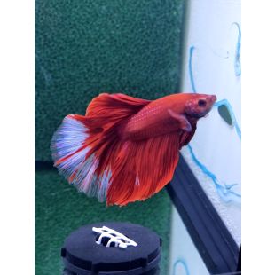 betta, halfmoon