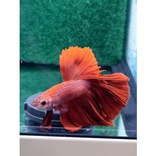 betta, halfmoon