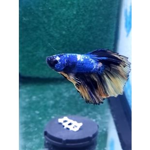betta, halfmoon