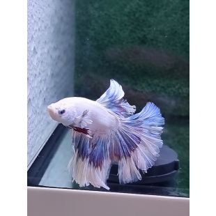 Betta BT-D8