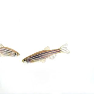 Comprar online cebrita Danio rerio 