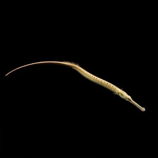 Doryichthys boaja / Pez pipa gigante