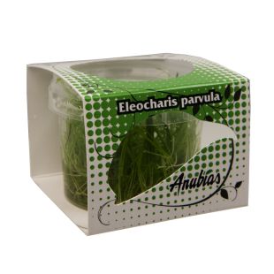 Eleocharis parvula, comprar plantas de acuario