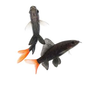 Dos Epalzeorhynchos bicolor Labeo bicolor en tienda online 