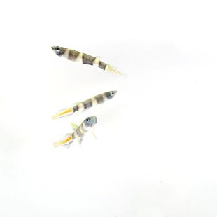 Epiplatys Annulatus o Killi payaso