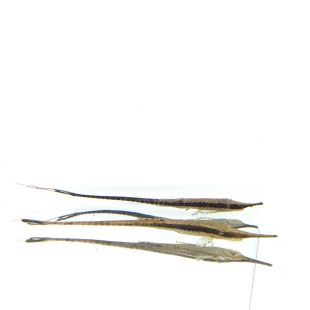 comprar Farlowella acus online