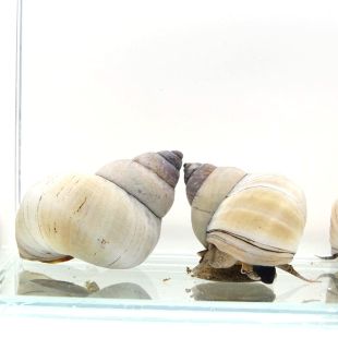  Filopaludina martensi o caracol mago blanco