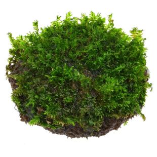 Fissidens sp. 'Miroshaki'