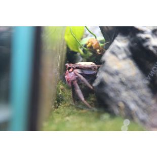 comprar Geosesarma Vampire Purple