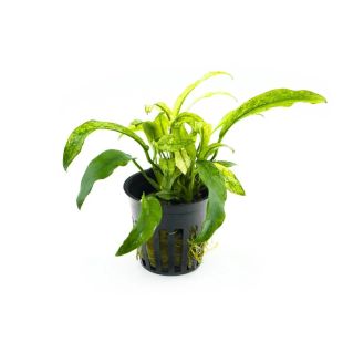 comprar anubia Pangolino para acuario