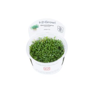 Glossostigma elatinoides en tarrina para comprar por internet