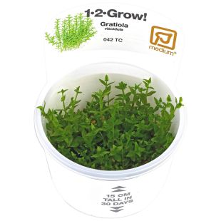 Gratiola viscidula tarrina de cultivo invitro plantas tropica