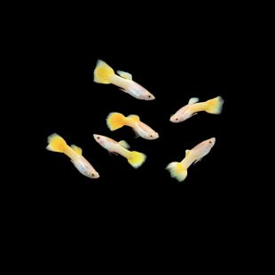 Comprar guppy amarillo macho en tienda online