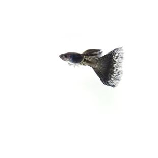 Guppy Black Samurai