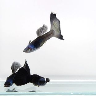 Comprar Guppy macho Blue Moscow por internet