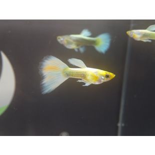 guppys dorados