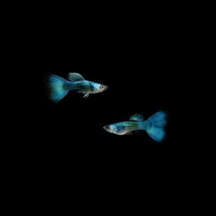 Comprar Guppy Green Moscow online