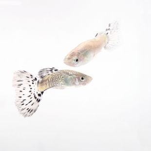 Pareja de Guppy Snakeskin Azul 