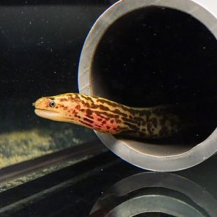 Gymnothorax polyuranodon - Morena leopardo de agua dulce