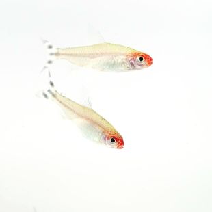 Pez borrachito Hemigrammus rhodostomus en tienda online
