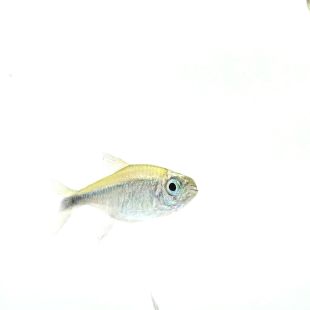 Tetra mercurio (Hemigrammus rodwayi, Hyphessobrycon saizi) 