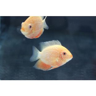 comprar severum de puntos rojos online