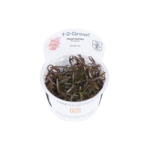 Hygrophila lancea 'Araguaia' tarrina para comprar por internet o pasar a recoger en tienda