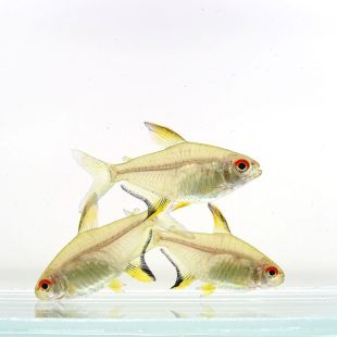 Comprar Hyphessobrycon pulchripinnis o tetra limón online
